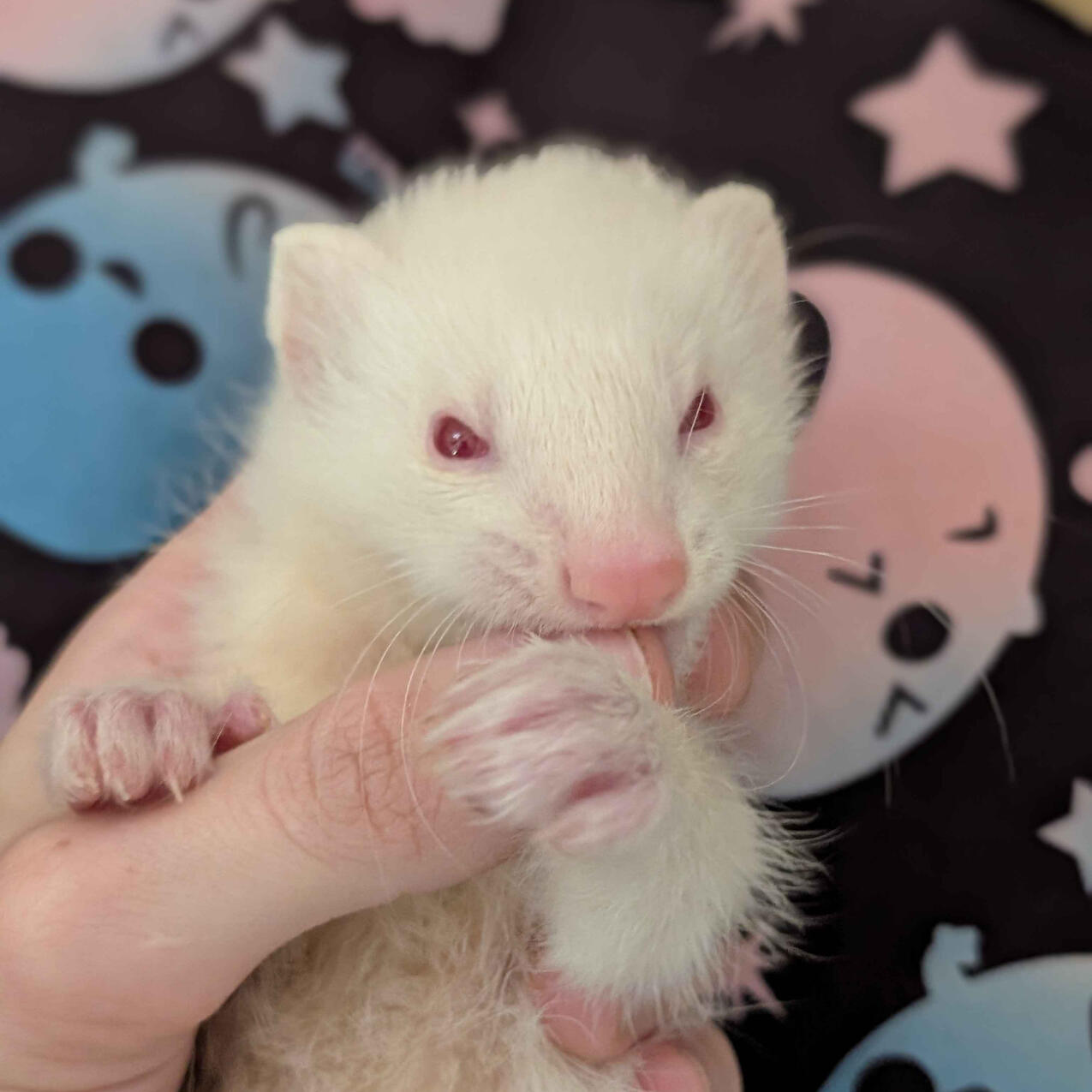 Asil - #D006\nAlbino