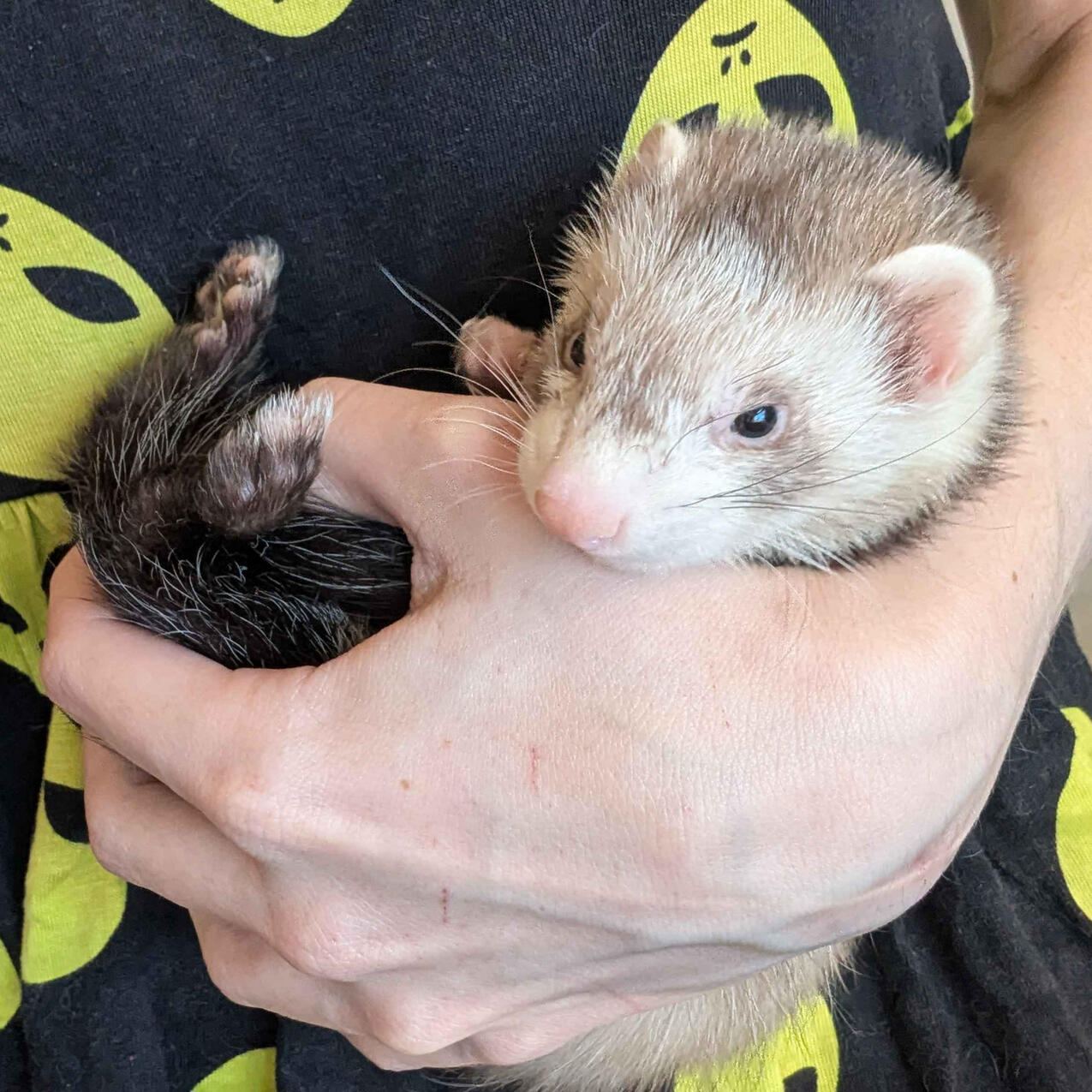 Maki - #G008\nDapple Bellied Bibbed Milktoed Sable