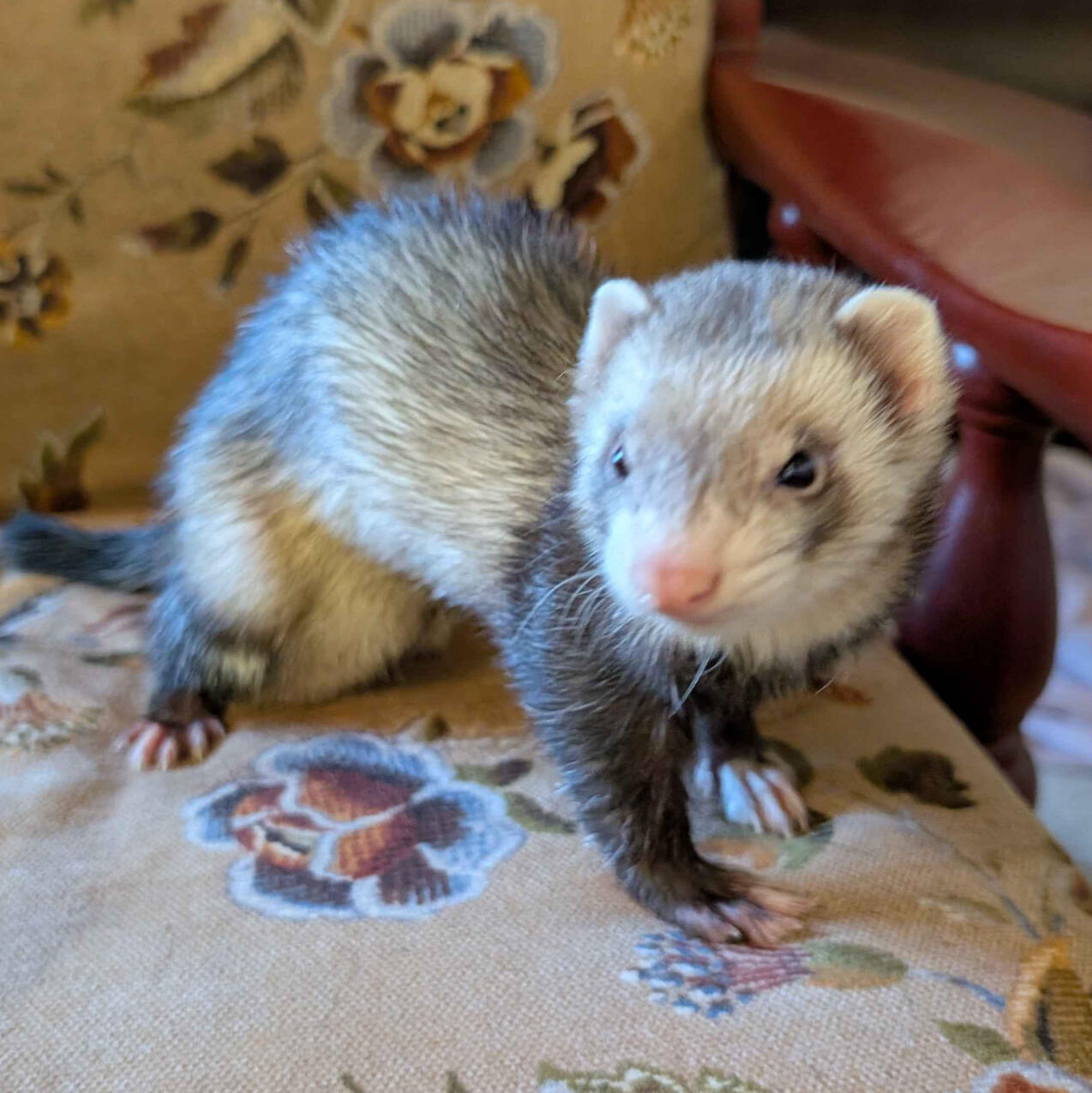 Qi - #A002\nBibbed Milktoed Sable