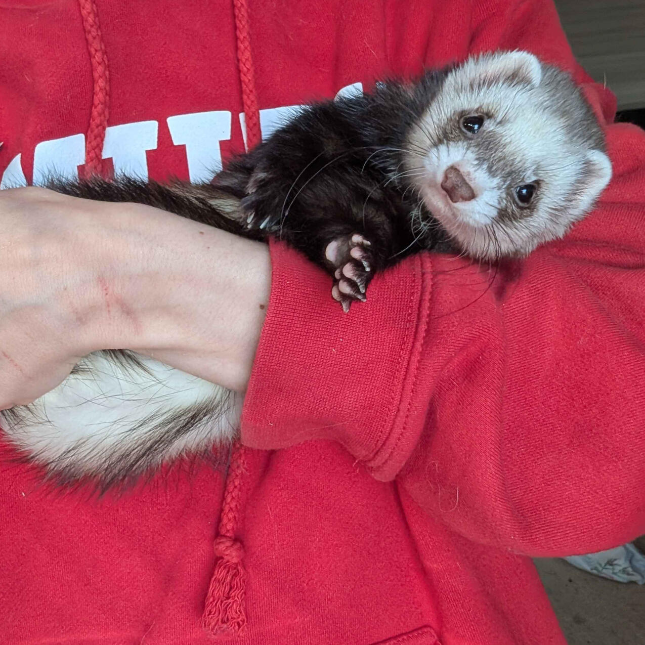 Xue - #B004\nChest-Marked Black