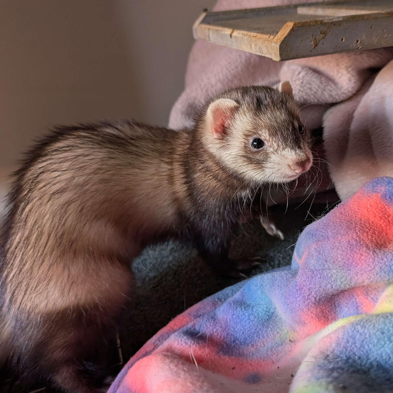 Mian - #B005\nChest-Marked Black