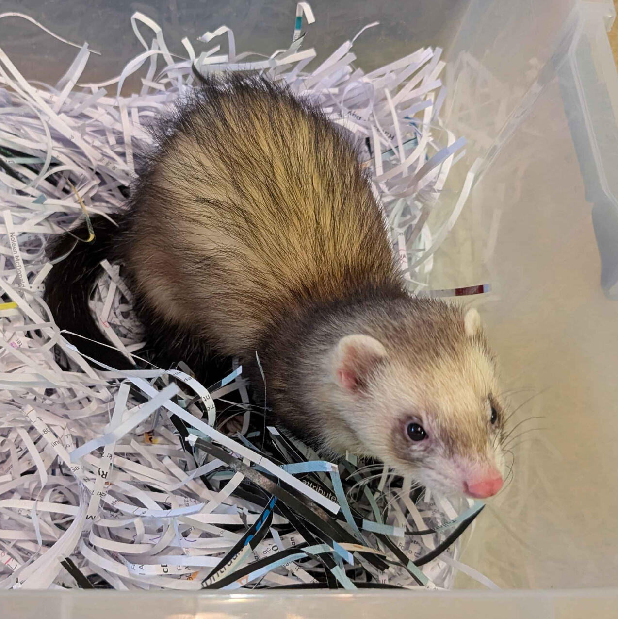 Hua - #C003\nBibbed Milktoed Sable\nV-Hob