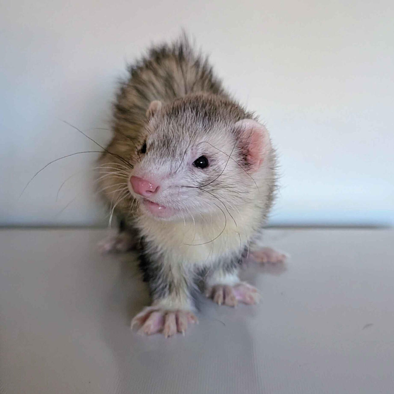 What The ████ - #F007\nSilver Bibbed Mitt