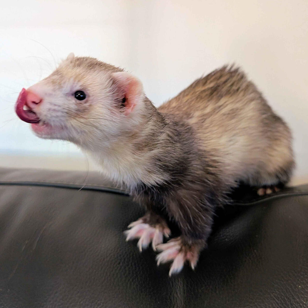 Feng - #A002H1\nBibbed Milktoed Cinnamon